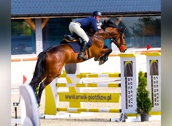 Oldenburger Springpferd, Wallach, 7 Jahre, 168 cm, Rotbrauner