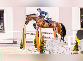 Oldenburger Springpferd, Wallach, 7 Jahre, 168 cm, Rotbrauner