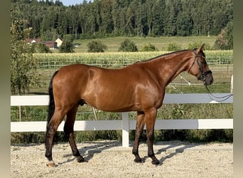 Oldenburger Springpferd, Wallach, 7 Jahre, 169 cm, Brauner