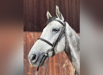 Oldenburger Springpferd, Wallach, 7 Jahre, 169 cm, Schimmel