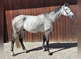 Oldenburger Springpferd, Wallach, 7 Jahre, 169 cm, Schimmel