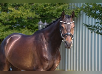 Oldenburger Springpferd, Wallach, 7 Jahre, 169 cm, Schwarzbrauner