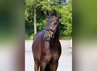Oldenburger Springpferd, Wallach, 7 Jahre, 169 cm, Schwarzbrauner