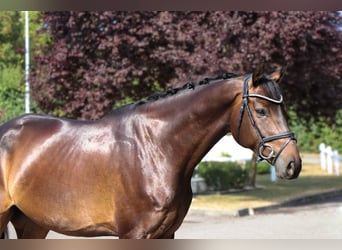 Oldenburger Springpferd, Wallach, 7 Jahre, 169 cm, Schwarzbrauner
