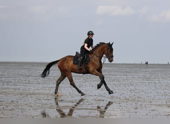 Oldenburger Springpferd, Wallach, 7 Jahre, 170 cm, Brauner