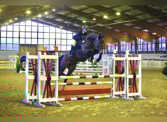 Oldenburger Springpferd, Wallach, 7 Jahre, 170 cm, Brauner
