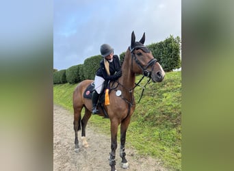 Oldenburger Springpferd, Wallach, 7 Jahre, 170 cm, Brauner