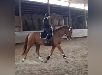 Oldenburger Springpferd, Wallach, 7 Jahre, 170 cm, Fuchs