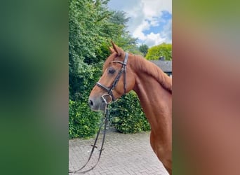 Oldenburger Springpferd, Wallach, 7 Jahre, 170 cm, Fuchs