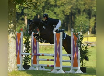 Oldenburger Springpferd, Wallach, 7 Jahre, 170 cm, Rappe