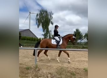 Oldenburger Springpferd, Wallach, 7 Jahre, 172 cm, Brauner
