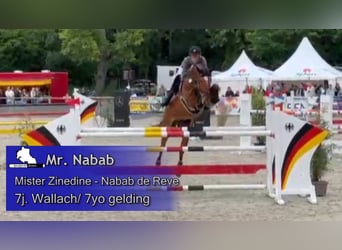 Oldenburger Springpferd, Wallach, 7 Jahre, 172 cm, Brauner