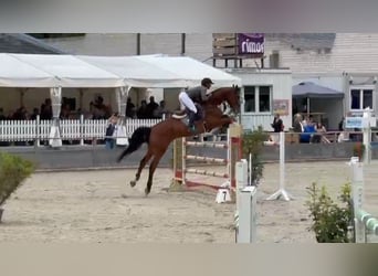 Oldenburger Springpferd, Wallach, 7 Jahre, 172 cm, Brauner