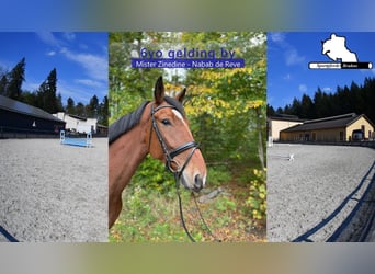 Oldenburger Springpferd, Wallach, 7 Jahre, 172 cm, Brauner