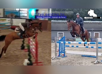 Oldenburger Springpferd, Wallach, 7 Jahre, 172 cm, Brauner