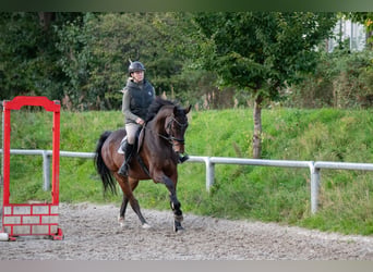 Oldenburger Springpferd, Wallach, 7 Jahre, 172 cm, Brauner