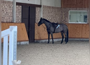 Oldenburger Springpferd, Wallach, 7 Jahre, 172 cm, Schwarzbrauner