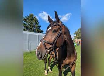 Oldenburger Springpferd, Wallach, 7 Jahre, 173 cm, Brauner