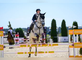 Oldenburger Springpferd, Wallach, 7 Jahre, 173 cm, Schimmel