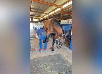 Oldenburger Springpferd, Wallach, 7 Jahre, 175 cm, Dunkelbrauner