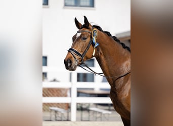 Oldenburger Springpferd, Wallach, 7 Jahre, 175 cm, Rotbrauner