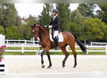 Oldenburger Springpferd, Wallach, 7 Jahre, 175 cm, Rotbrauner