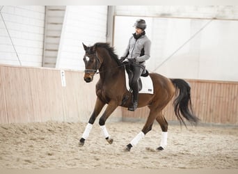 Oldenburger Springpferd, Wallach, 7 Jahre, 175 cm, Rotbrauner