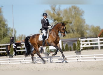 Oldenburger Springpferd, Wallach, 7 Jahre, 175 cm, Rotbrauner
