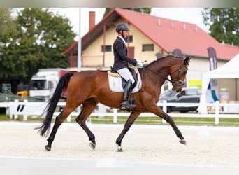 Oldenburger Springpferd, Wallach, 7 Jahre, 175 cm, Rotbrauner
