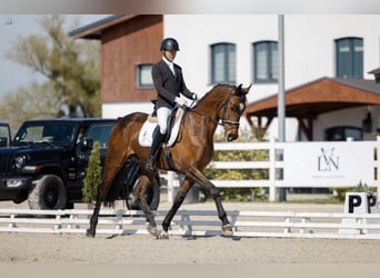 Oldenburger Springpferd, Wallach, 7 Jahre, 175 cm, Rotbrauner