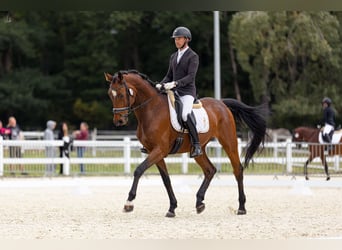 Oldenburger Springpferd, Wallach, 7 Jahre, 175 cm, Rotbrauner