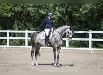 Oldenburger Springpferd, Wallach, 7 Jahre, 178 cm, Schimmel