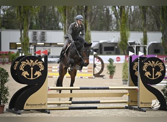 Oldenburger Springpferd, Wallach, 7 Jahre, 179 cm, Dunkelbrauner