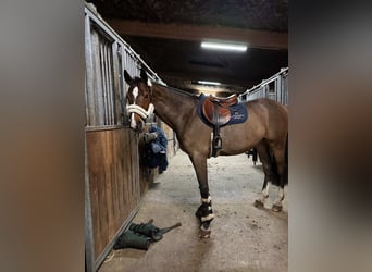Oldenburger Springpferd, Wallach, 7 Jahre, Brauner