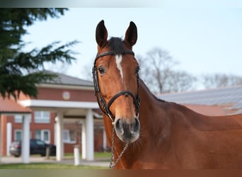 Oldenburger Springpferd, Wallach, 7 Jahre, Brauner
