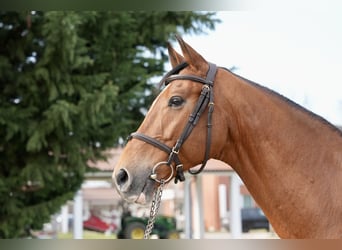 Oldenburger Springpferd, Wallach, 7 Jahre, Brauner