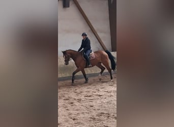 Oldenburger Springpferd, Wallach, 8 Jahre, 164 cm, Brauner