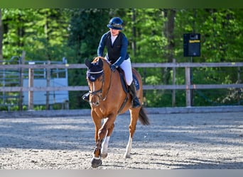 Oldenburger Springpferd, Wallach, 8 Jahre, 165 cm, Fuchs