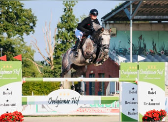 Oldenburger Springpferd, Wallach, 8 Jahre, 165 cm, Schimmel