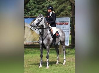 Oldenburger Springpferd, Wallach, 8 Jahre, 165 cm, Schimmel