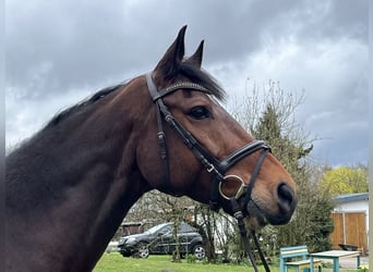 Oldenburger Springpferd, Wallach, 8 Jahre, 167 cm, Brauner