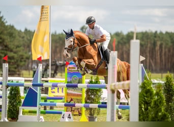 Oldenburger Springpferd, Wallach, 8 Jahre, 167 cm, Fuchs