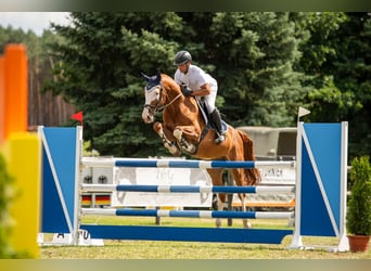 Oldenburger Springpferd, Wallach, 8 Jahre, 167 cm, Fuchs