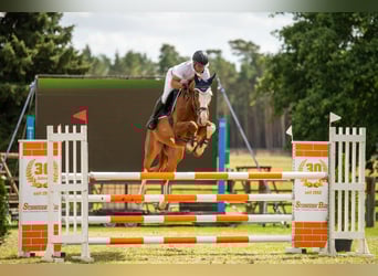 Oldenburger Springpferd, Wallach, 8 Jahre, 167 cm, Fuchs
