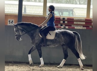 Oldenburger Springpferd, Wallach, 8 Jahre, 167 cm, Schimmel