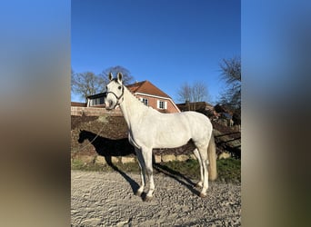 Oldenburger Springpferd, Wallach, 8 Jahre, 168 cm, Apfelschimmel