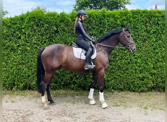 Oldenburger Springpferd, Wallach, 8 Jahre, 168 cm, Brauner