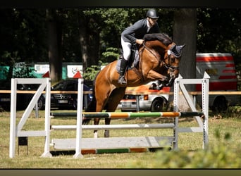 Oldenburger Springpferd, Wallach, 8 Jahre, 170 cm, Brauner