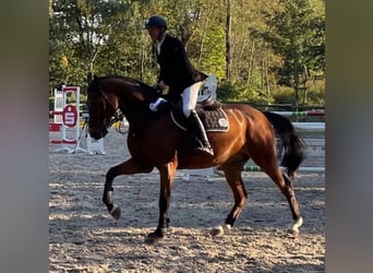 Oldenburger Springpferd, Wallach, 8 Jahre, 170 cm, Brauner