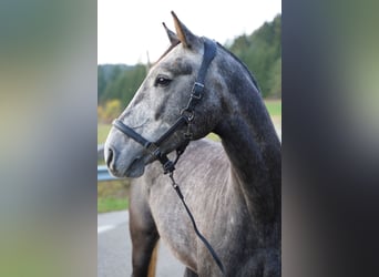 Oldenburger Springpferd, Wallach, 8 Jahre, 170 cm, Rappschimmel